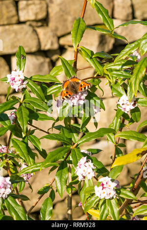 Daphne bholua 'Jaqueline Postill' in fiore Foto Stock