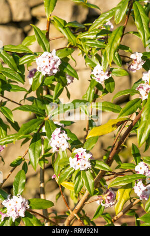 Daphne bholua 'Jaqueline Postill' in fiore Foto Stock