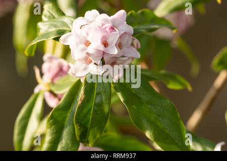 Daphne bholua 'Jaqueline Postill' in fiore Foto Stock