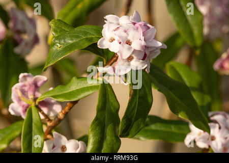 Daphne bholua 'Jaqueline Postill' in fiore Foto Stock