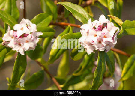 Daphne bholua 'Jaqueline Postill' in fiore Foto Stock