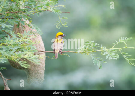 Baya Weaver (Ploceus philippinus), maschio appollaiato vicino al suo nido. Il Rajasthan. India. Foto Stock