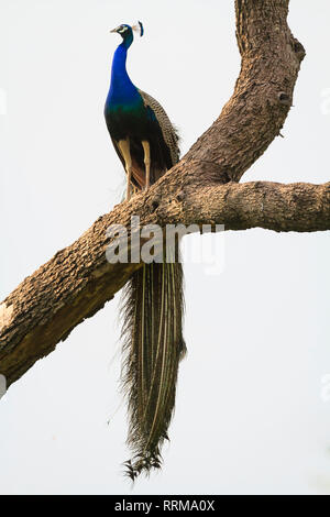 Peafowl indiano (Pavo cristatus), maschio appollaiato sulla struttura ad albero. Parco Nazionale di Keoladeo. Bharatpur. Il Rajasthan. India. Foto Stock