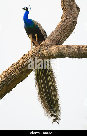 Peafowl indiano (Pavo cristatus), maschio appollaiato sulla struttura ad albero. Parco Nazionale di Keoladeo. Bharatpur. Il Rajasthan. India. Foto Stock