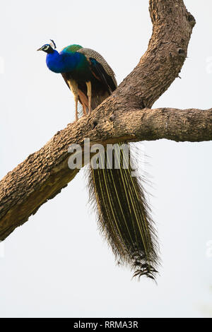 Peafowl indiano (Pavo cristatus), maschio appollaiato sulla struttura ad albero. Parco Nazionale di Keoladeo. Bharatpur. Il Rajasthan. India. Foto Stock
