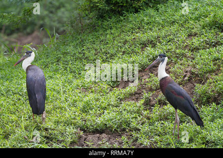 Asian Woollyneck (Ciconia episcopus), coppia in habitat. Parco Nazionale di Keoladeo. Bharatpur. Il Rajasthan. India. Foto Stock