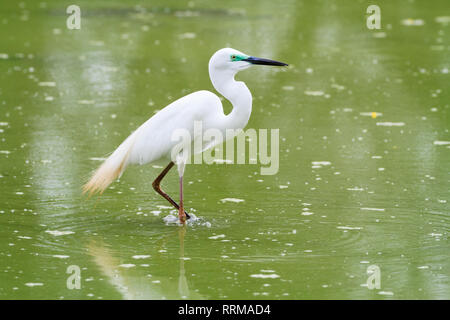 Grande Airone bianco (Ardea alba) in cerca di cibo. Parco Nazionale di Keoladeo. Bharatpur. Il Rajasthan. India. Foto Stock