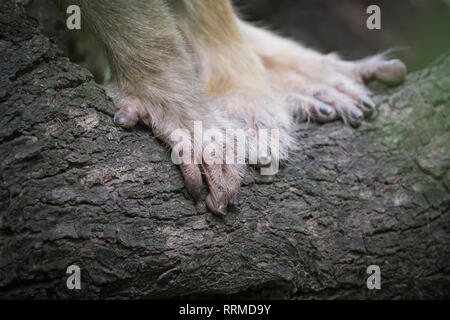 Le mani di scimmia Rhesus (macaca mulatta). Parco Nazionale di Keoladeo. Bharatpur. Il Rajasthan. India. Foto Stock