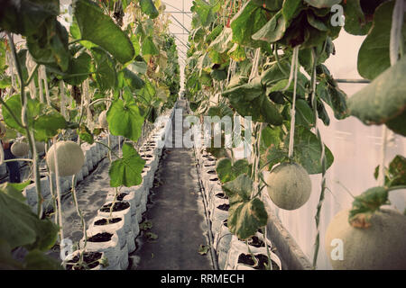 Giovane germoglio di meloni giapponese o verde meloni o melone meloni piante che crescono in serra farm supportato dalla stringa di reti di melone. Foto Stock