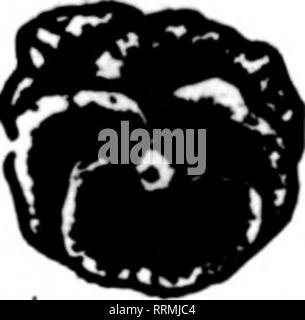 . Fioristi' review [microformati]. Floricoltura. Le lampadine sono molto ritardo in arrivo a causa della congestione dei servizi di trasporto merci. Ora stiamo riempiendo i nostri ordini veloci come possibile. Ci aspettiamo di avere un surplus di tutte le principali varietà per fioristi' uso. Se nella necessità di bulbi scriveteci, o meglio ancora, inviateci i vostri ordini. Le nostre lampadine sono superiori QUALITT. Prezzi giusti. rOTTLER, riSKE, RAWSON CO., "V"r FaneuilHall Square, Boston menzionare il KeTlew quando yon scrivere. Dolce per AII-%vlnter fioritura sotto vetro. Il miglioramento di questa deformazione è più redditizio per crescere. Fiori molto presto e fiorisce con- tinuously al Foto Stock