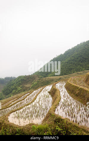 Terrazzati riso paddy collina su un giorno nuvoloso, Sa Pa, Vietnam Foto Stock