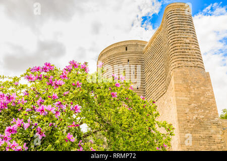 Albero in fiore con fiori di colore rosa e la medievale torre Maiden, città vecchia, Baku, Azerbaijan Foto Stock