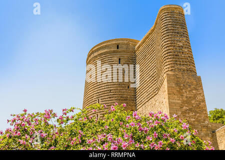 Albero in fiore con fiori di colore rosa e Qız qalası fanciulla medievale torre, città vecchia, Baku, Azerbaijan Foto Stock