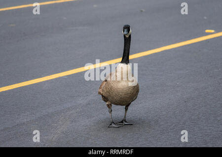 Una grande per adulti selvatici Canada goose (Branta canadensis) attraversando una strada di città, rallentando il traffico e crea un pericolo per i conducenti Foto Stock