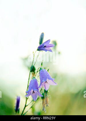 Bluebells in gocce di rugiada. Fiori di campanula. Bellissimi fiori viola delle Bluebells coperti di gocce di rugiada di mattina. Mattina fresco. Fiori di campo Foto Stock