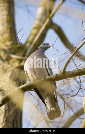 Un singolo woodpigeon Columba palumbus, appollaiato in un albero nel febbraio vicino alle case. Il woodpigeon possono essere trovati nelle zone rurali e urbane e la sua pop Foto Stock