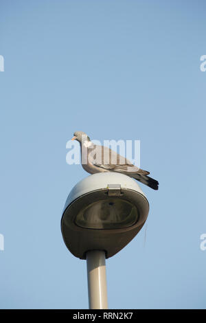 Un singolo woodpigeon Columba palumbus, in appoggio su una strada di luce in prossimità di case nel nord Inghilterra Dorset Regno Unito GB. Il woodpigeon è uno dei più comm Foto Stock