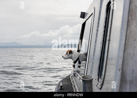 Cute cane guardando fuori della finestra in barca sul fiume, Campbell River, British Columbia, Canada Foto Stock