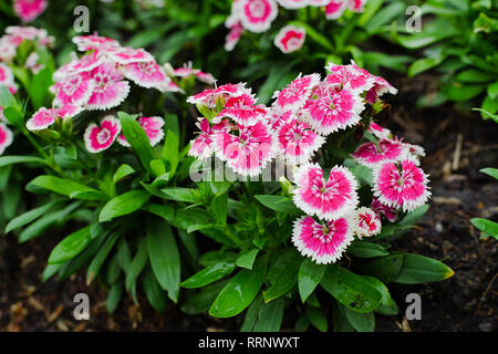 Dianthus barbatus fiore o dolce William fiore nel giardino. Foto Stock