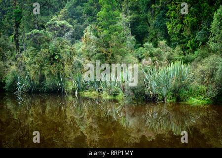 Oceania Nuova Zelanda Aotearoa, Isola del Sud, West Coast ingresso Foto Stock