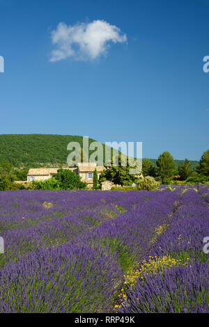 L'Europa, europea, Francia, Provence-Alpes-Côte d'Azur, regione Provenza, una casa nel paese Foto Stock