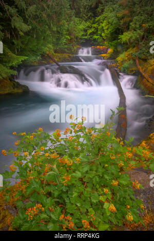 Sahalie Falls e Koosah Falls sono situati lungo il McKenzie Pass-Santiam Pass e West Cascades National Scenic Byways fuori la Highway 126. Foto Stock