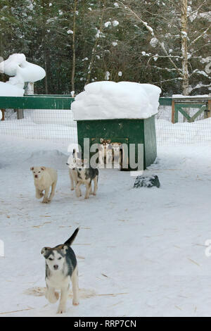 Immagini da intorno a Fairbanks e Chena Hot Springs Foto Stock