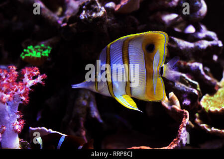 Copperband Butterflyfish - (Chelmon rostratus) Foto Stock
