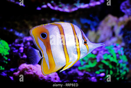 Copperband Butterflyfish - (Chelmon rostratus) Foto Stock