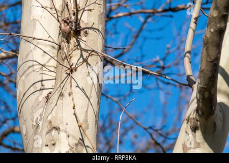 Immagine della fioritura della molla albero di castagno, rami secchi con boccioli di foglie di castagno e la corteccia di alberi contro il cielo blu, photografy close-up Foto Stock