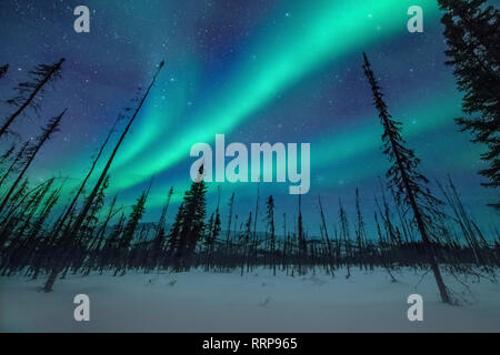 Immagini da intorno a Fairbanks e Chena Hot Springs Foto Stock