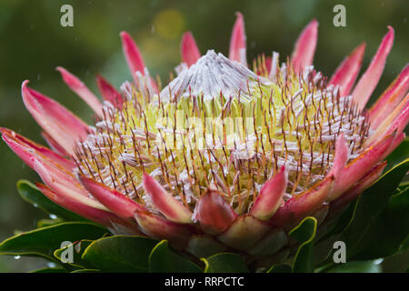 Primo piano del gigante o Re Protea, Protea cynaroides della famiglia Proteaceae nel giorno di pioggia. Sud Africa, Città del Capo Foto Stock