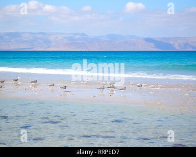 Costa del Mare dello Yemen, vuoto mare spiaggia. Costa del Mare dello Yemen, vuoto mare spiaggia. Foto Stock