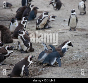 Pinguino africano famiglia: mamma alimenta i suoi due bambini neonati chickes. Cape town. Sud Africa. Foto Stock