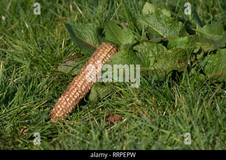 mais buccia in campo Foto Stock