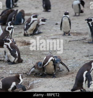 Pinguino africano famiglia: mamma alimenta i suoi due bambini neonati chickes. Cape town. Sud Africa. Foto Stock