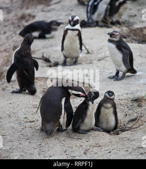 Pinguino africano famiglia: mamma con due neonati chickes. Cape town. Sud Africa. Foto Stock