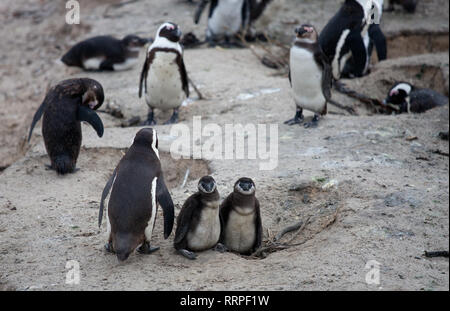 Pinguino africano famiglia: mamma con due neonati chickes. Cape town. Sud Africa. Foto Stock