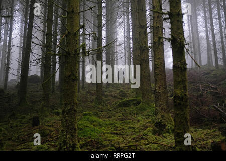 Una donna che cammina da sola in una foresta. Foto Stock