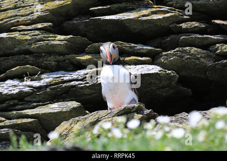 Piccoli colorati uccelli di mare il peering fuori dal suo nido, skelling michael, wild atlantic modo, County Kerry, Irlanda Foto Stock