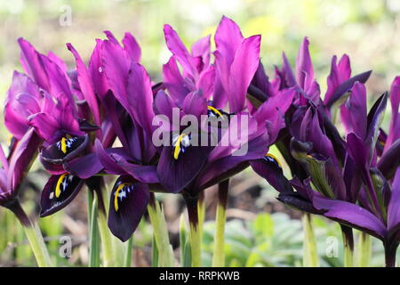 Iris histrioides 'giorgio'. Inizio della primavera tardo inverno fiori di iris 'George' in un giardino inglese, febbraio, UK. Chiamato anche Iris reticulata' George'. Foto Stock