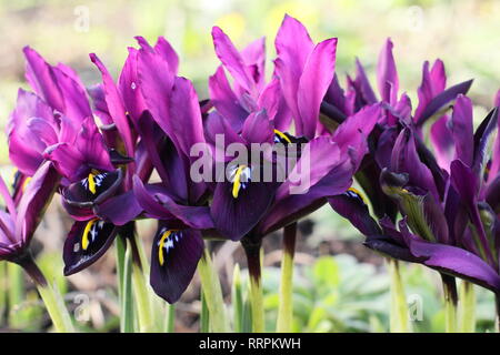 Iris histrioides 'giorgio'. Inizio della primavera tardo inverno fiori di iris 'George' in un giardino inglese, febbraio, UK. Chiamato anche Iris reticulata' George'. Foto Stock