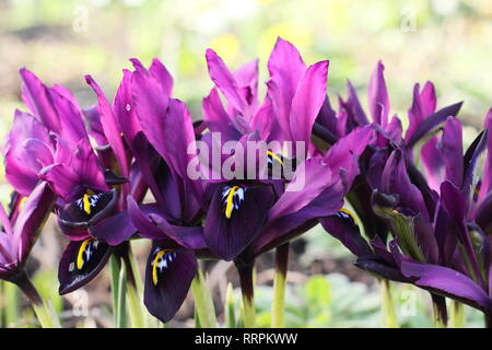 Iris histrioides 'giorgio'. Inizio della primavera tardo inverno fiori di iris 'George' in un giardino inglese, febbraio, UK. Chiamato anche Iris reticulata' George'. Foto Stock