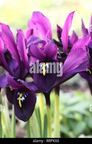 Iris histrioides 'giorgio'. Inizio della primavera tardo inverno fiori di iris 'George' in un giardino inglese, febbraio, UK. Chiamato anche Iris reticulata' George'. Foto Stock