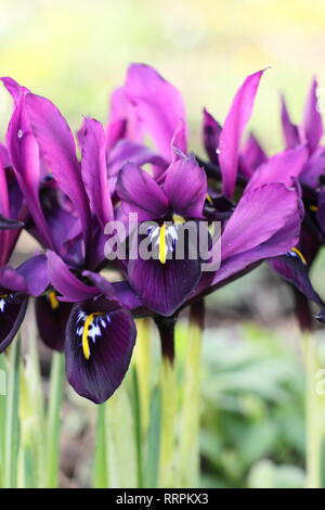 Iris histrioides 'giorgio'. Inizio della primavera tardo inverno fiori di iris 'George' in un giardino inglese, febbraio, UK. Chiamato anche Iris reticulata' George'. Foto Stock