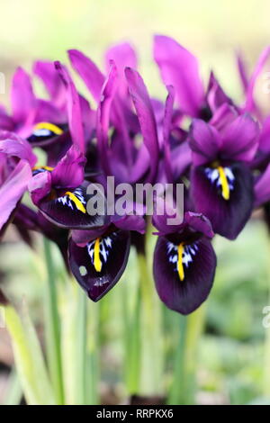 Iris histrioides 'giorgio'. Inizio della primavera tardo inverno fiori di iris 'George' in un giardino inglese, febbraio, UK. Chiamato anche Iris reticulata' George'. Foto Stock