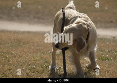 Cane labrador retriever di giocare o di mordere un bastoncino in una soleggiata giornata al parco Foto Stock
