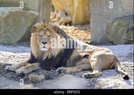 Heidelberg, Germania. 26 Febbraio, 2019. Berber Chalid Lion si trova nel nuovo contenitore in Heidelberg Zoo. Con il milione e mezzo di euro overnight, lo zoo vuole meglio adempiere la sua missione di proteggere le specie e sostenere la conservazione programma di allevamento di Leoni berberi. Credito: Uwe Anspach/dpa/Alamy Live News Foto Stock