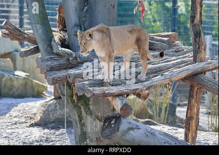 Heidelberg, Germania. 26 Febbraio, 2019. Leonessa berbera Binta sorge nel nuovo involucro a Heidelberg Zoo. Con il milione e mezzo di euro overnight, lo zoo vuole meglio adempiere la sua missione di proteggere le specie e sostenere la conservazione programma di allevamento di Leoni berberi. Credito: Uwe Anspach/dpa/Alamy Live News Foto Stock