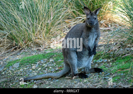 Oceania e Australia, Australia e Tasmania, Penisola Tasmana, Tasman National Park, Cape Hauy, wallaby, Foto Stock